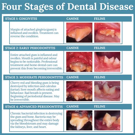 Dental Disease Hennie Alberts Veterinary Clinic