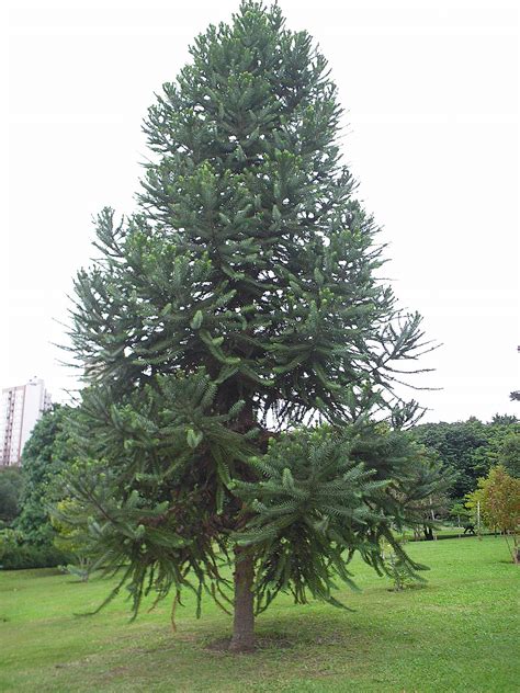 The brazilian pine is a big tree with a very distinctive shape when mature. Ficheiro:AraucariaAngustifoliaYoungParanaPine(Curitiba2008 ...