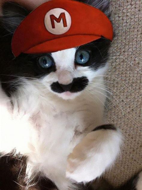 21 Creative And Funny Halloween Costumes For Pets Bored Panda