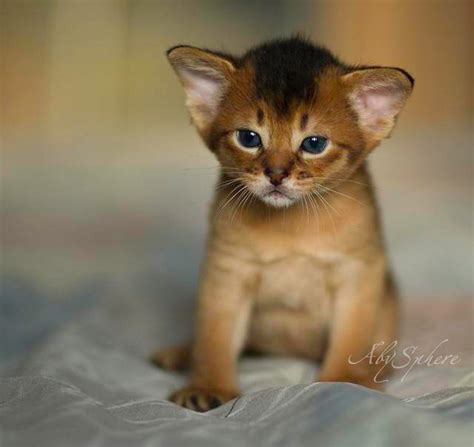 Princess Rosely Abyssinian Cats