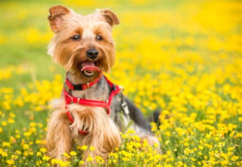 Conheça As 10 Raças De Cães Mais Populares No Brasil Brazilian Pet Foods