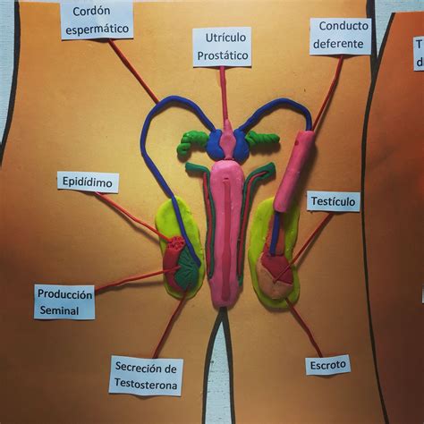 Maqueta Sistema Reproductor Masculino Hecho En Plastelina By Nadia