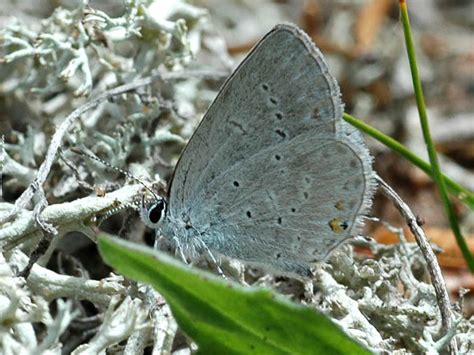 Western Tailed Blue —