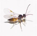 What Is A Parasitic Wasp