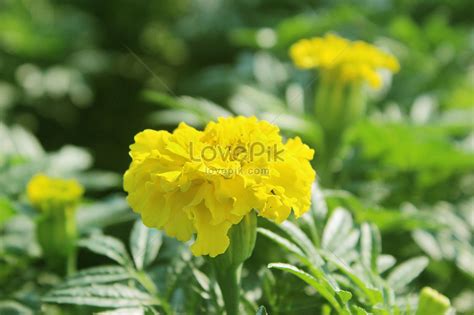 Paling Populer 23 Gambar Bunga Anyelir Kuning Gambar Bunga Indah