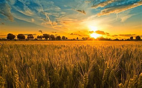 1080p Free Download Golden Sunset Nature Fields Sunsets Wheat Hd