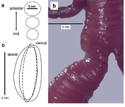General Configuration Of Tracheal And Bronchial Lumina In Murres Uria