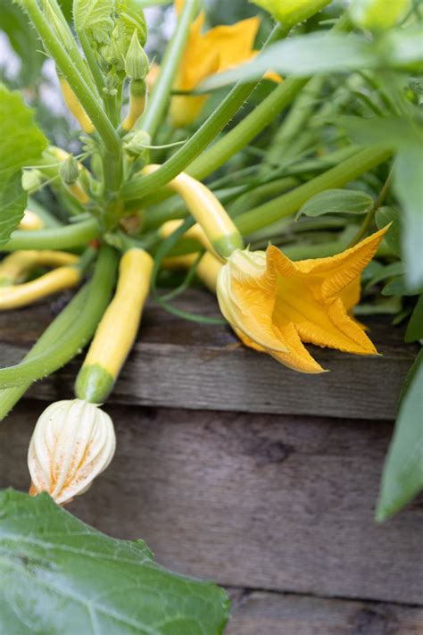 How To Prune Summer Squash Growing In A Raised Bed Garden Gardenary