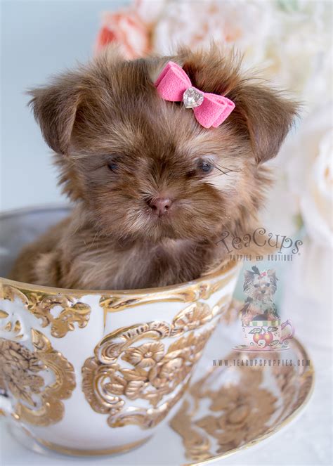 Shih Tzu Puppy 213 For Sale Teacup Puppies And Boutique