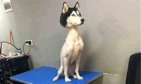 Viral Photo Of A Shaved Husky Worries Twitterati Garners Criticism