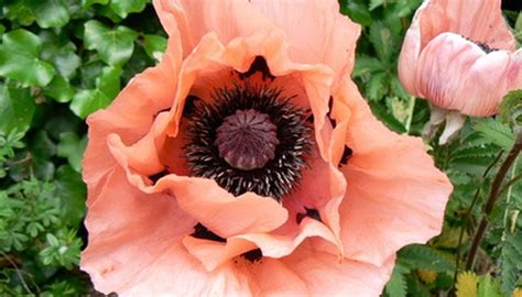 Problems With Growing Poppies From Seeds Garden Guides
