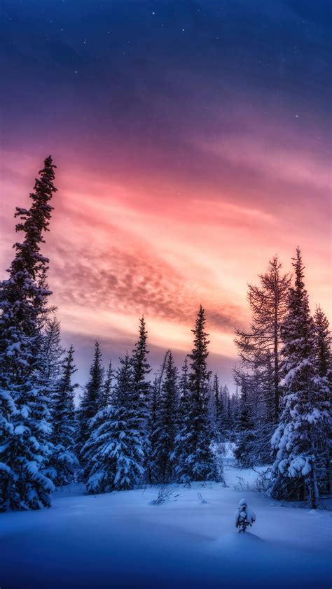 Free Download Wallpaper Sneffels Mountain Trees Winter Forest 4k Nature
