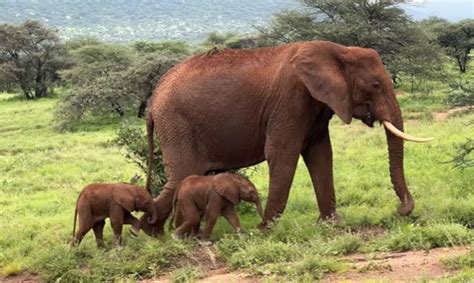 Double Joy Rare Elephant Twins Born In Kenya S Samburu National Reserve Abc News