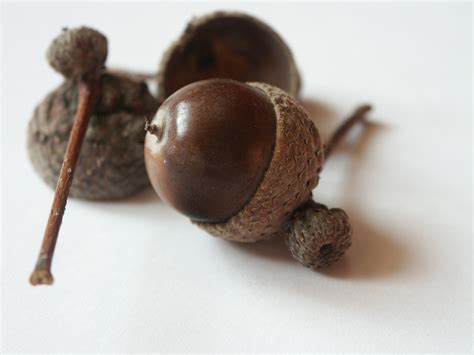Free Images Fruit Flower Food Produce Autumn Brown Nut Acorn Coconut Erofound