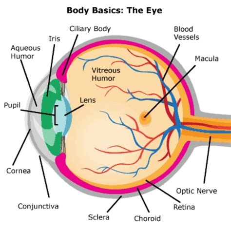 Explain The Function Of Human Eye With Diagram