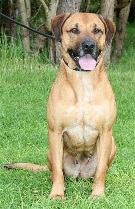 Jaya Large Female Rhodesian Ridgeback Mix Dog In Wa Petrescue