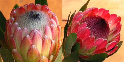Indigenous Cut Flowers Of South Africa