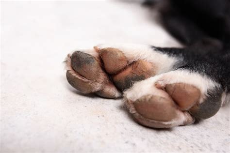 Cracked Dog Paws Tips And Treatments Great Pet Care We Are The Pet