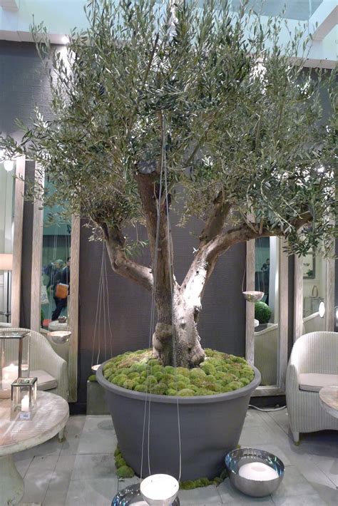 Potted Olive Tree Olivos En Maceta Plantas De Follaje Decoración De