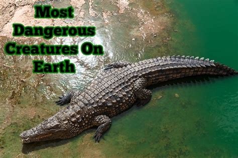 7 Most Dangerous Creatures On Earth Outsideresource