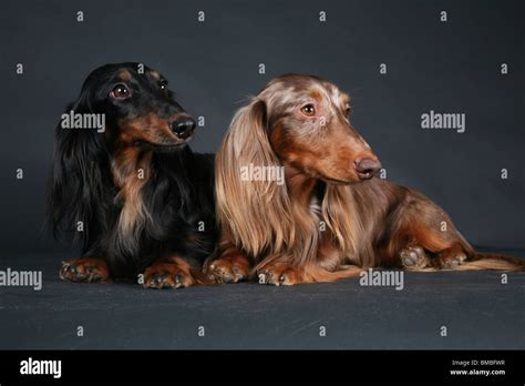 Two Long Hair Dachshunds Stock Photo Alamy