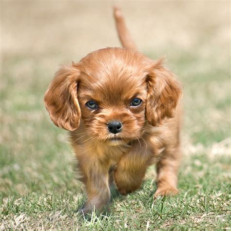 Top 10 Cavalier King Charles Spaniel Puppies Houston You Need To Know