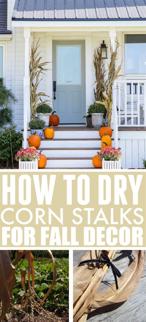 How To Dry Corn Stalks For Fall Decor The Creek Line House