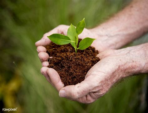 Hands Holding A Pile Of Earth Soil With A Growing Plant Premium Image