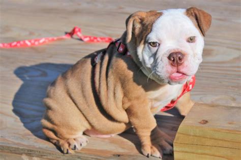 350 exotic female dog names. English bulldog female exotic colors LiLac for sale in ...
