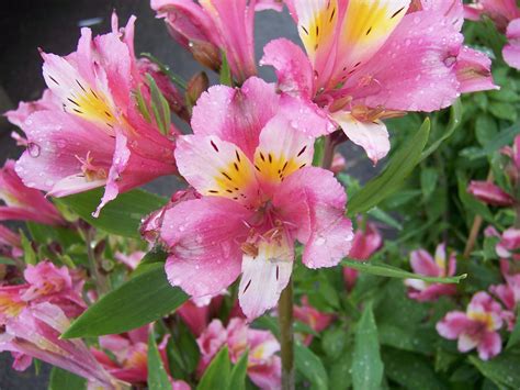 The 2 Minute Gardener: Photo - Peruvian Lily (Alstroemeria ...