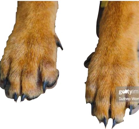 Dogpaws Freetoedit Dog Paws Sticker By Lasliabi0001