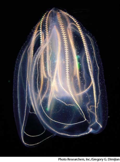 Comb Jelly Ctenophore Shape Of Life