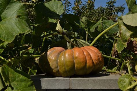 Pumpkin Musque De Provence Cucurbita Moschata Musque De Flickr