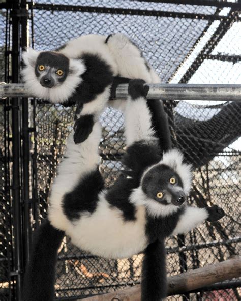 Duke Lemur Center New Tours At Duke Lemur Center