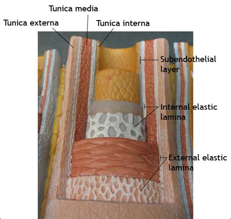 Major arteries and veins human anatomy. DNWalcker.Com | Laboratory Four