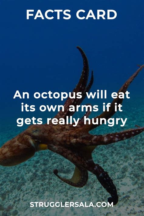Octopus Interesting Science Facts Fun Facts About Life True