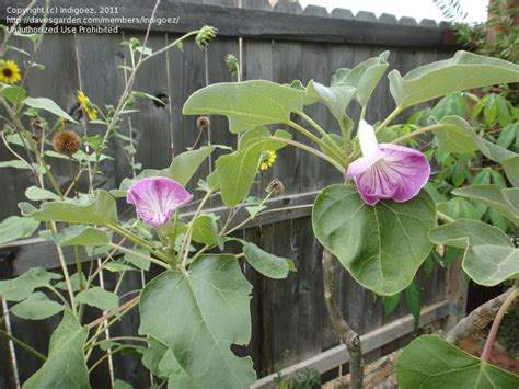 Plantfiles Pictures Uncarina Uncarina Stellulifera By Indigoez