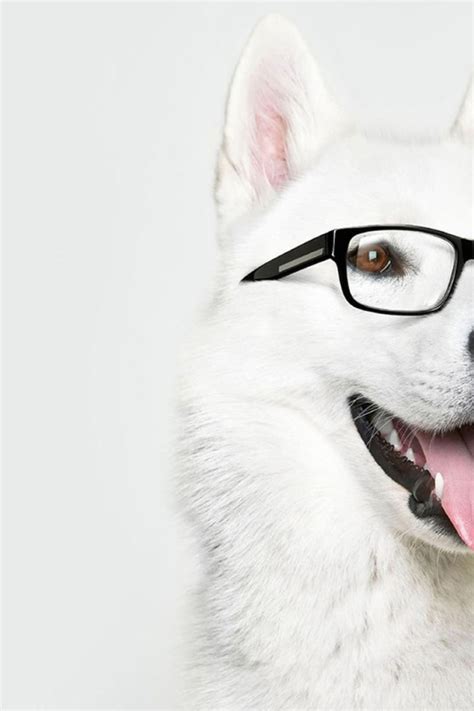 Dog With Glasses Desktop Wallpapers 640x960
