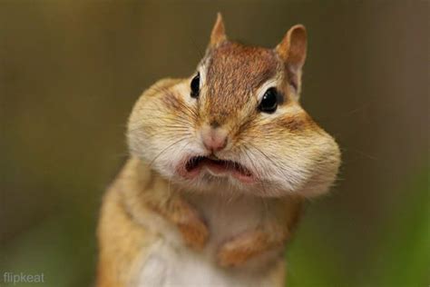 Hilarious High Resolution Images Of Animals Making Funny Faces Silly