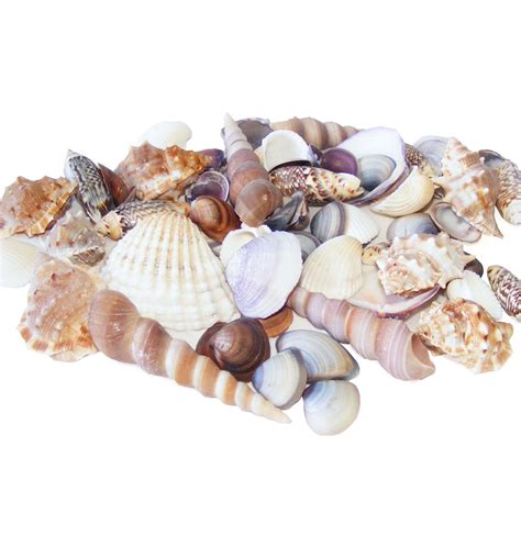 Natural Mixed Shells Pack For Sensory Smell And Sight Play Sessions Sensory Toy Warehouse