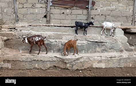 Goat Herd Wall Of Homes Neighborhood Nima Accra Ghana Africa Villages