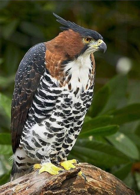 Ornate Hawk Eagle Spizaetus Ornatus Is A Bird Of Prey From The