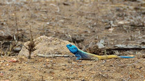 Agama Blue Headed Lizard Kruger Park Nik0660 Eduardo Taylor Flickr