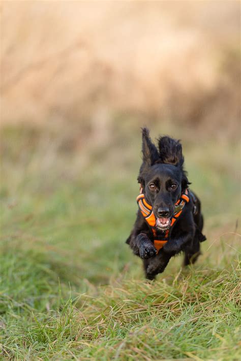 Dog Running Fast Towards The Camera By Stocksy Contributor Rebecca