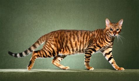 Toyger is an awesome looking cat breed bengal cat: 10 Famous Striped Cat Breeds in the World Of 2020