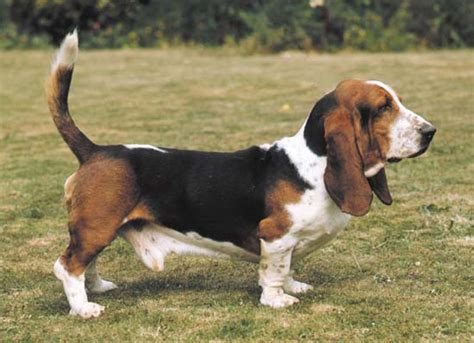 Basset Hound Dog Breed Information Pictures And Facts