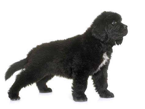 Newfoundland Dog Breed Information With Photos And Videos