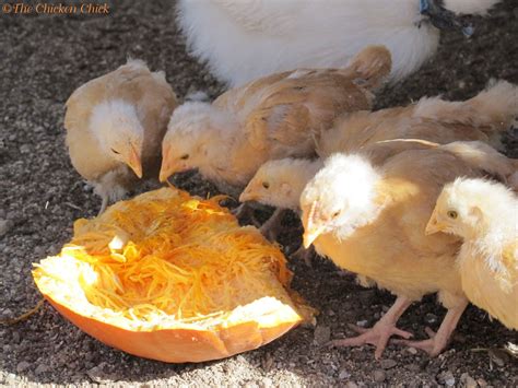 Plain, unseasoned, boiled, shredded chicken is easy to digest and is packed with essential vitamins, minerals, fats,. Top 5 Myths and Facts about Treats for Chickens ...