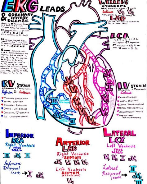 This article describes the typical course, pattern and distribution of the coronary arteries and some of their respective named branches. 632 best NCLEX Prep - Nursing Mnemonics - Nursing School ...