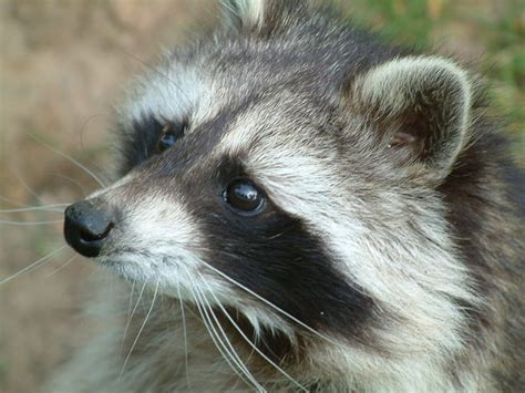 In this article we'll provide. Ohio Town Terrorized by Zombie-Like Raccoons